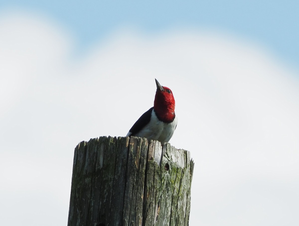 Red-headed Woodpecker - Beverly Rockovich