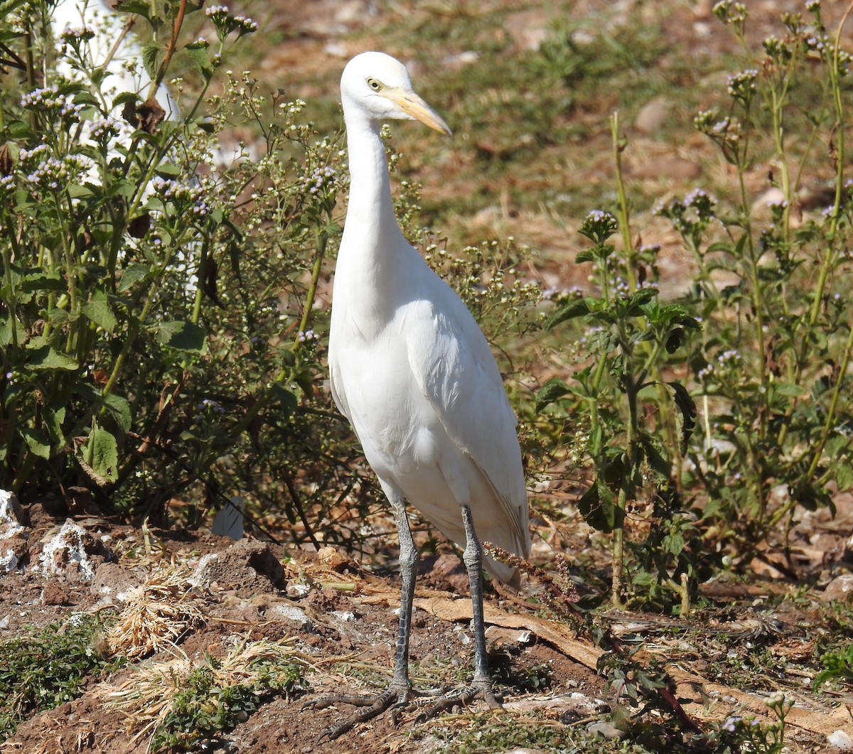 Western Cattle Egret - Akash Gulalia
