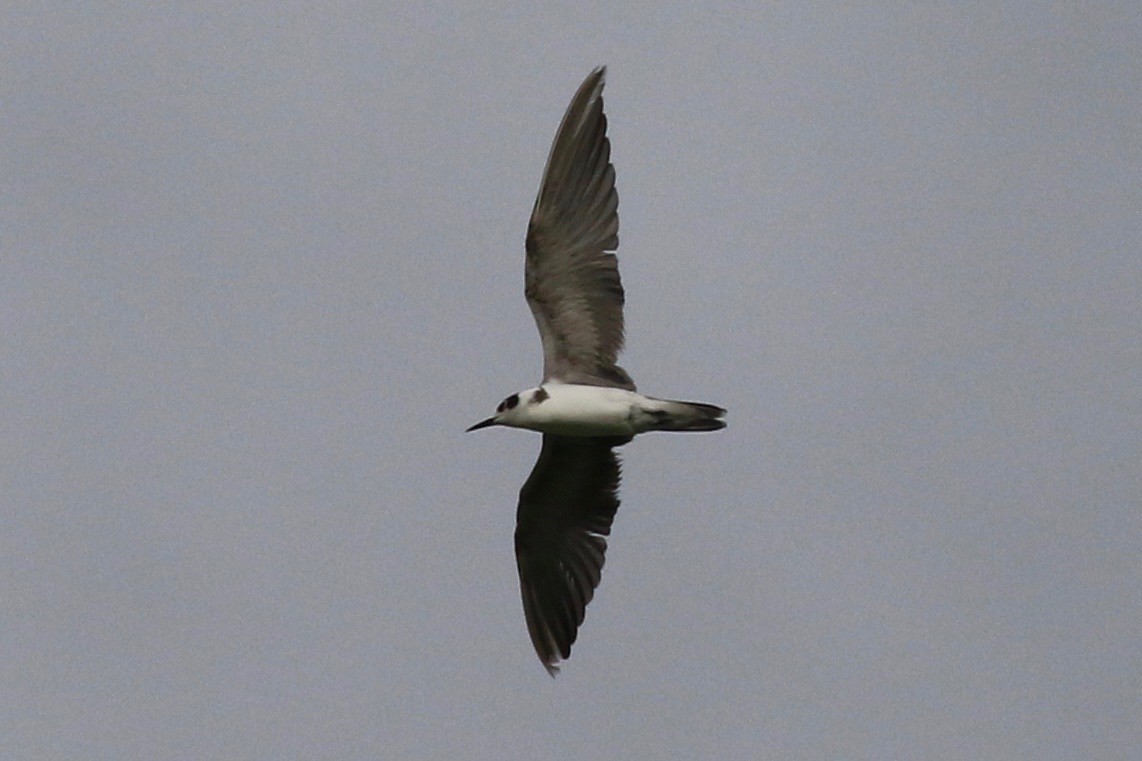 Black Tern - ML60200311