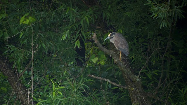 Yellow-crowned Night Heron - ML602004951
