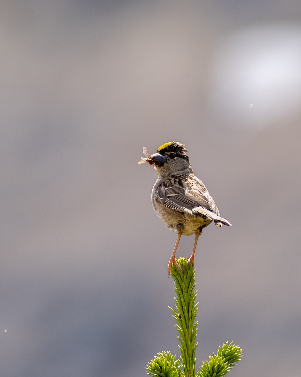 Golden-crowned Sparrow - ML602008961