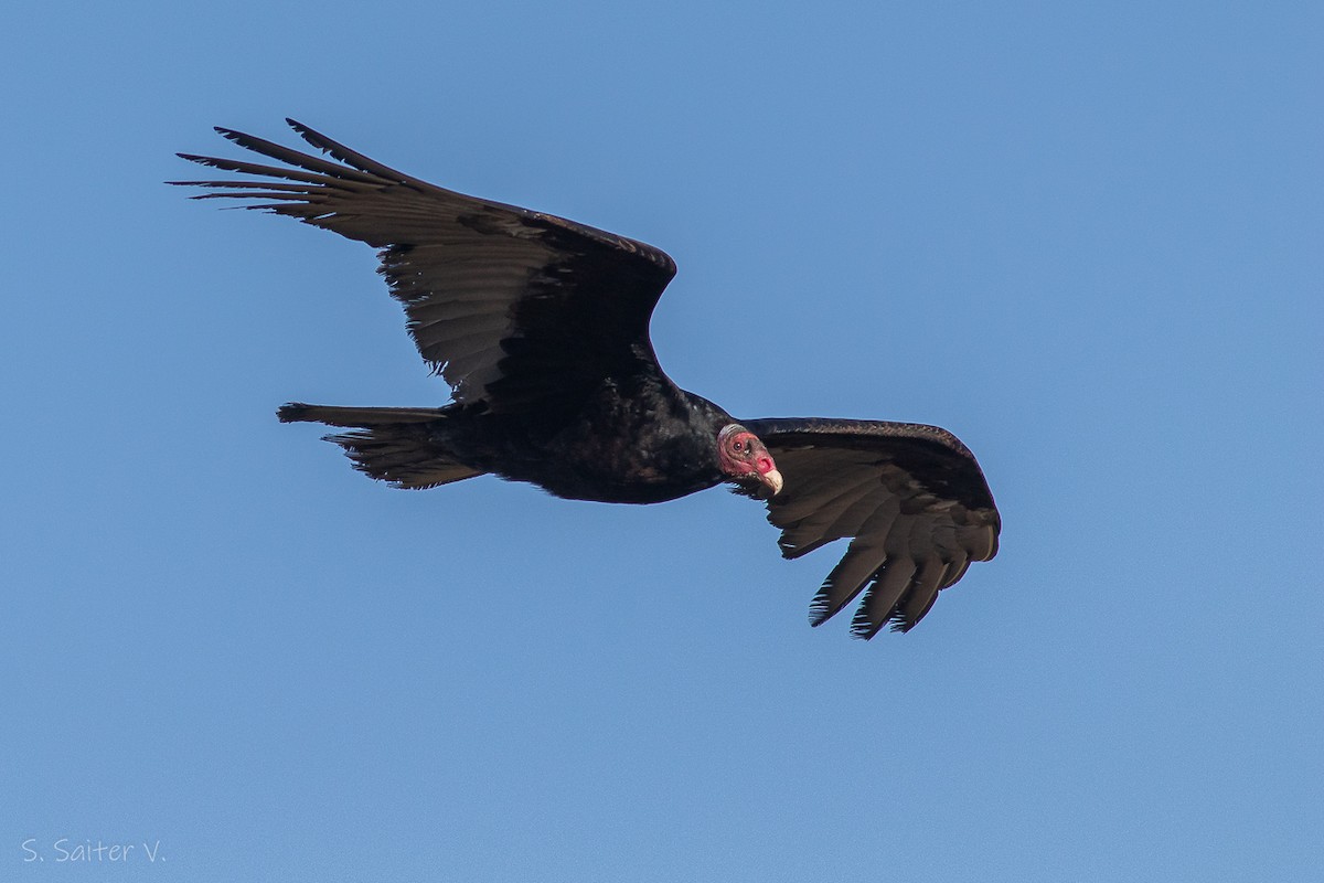 Turkey Vulture (Tropical) - ML602010691