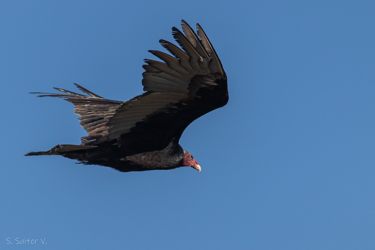 Turkey Vulture (Tropical) - ML602010701