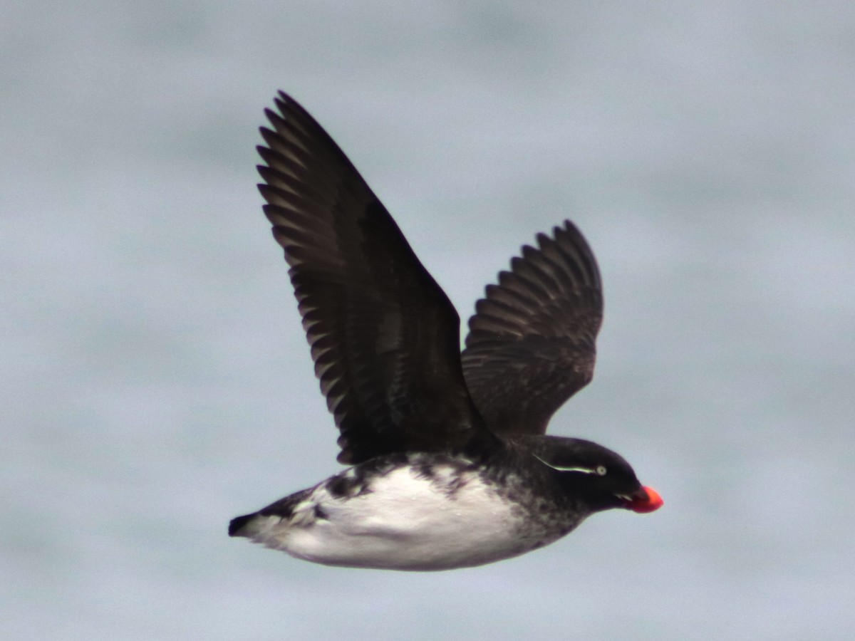 Parakeet Auklet - Colin Sumrall