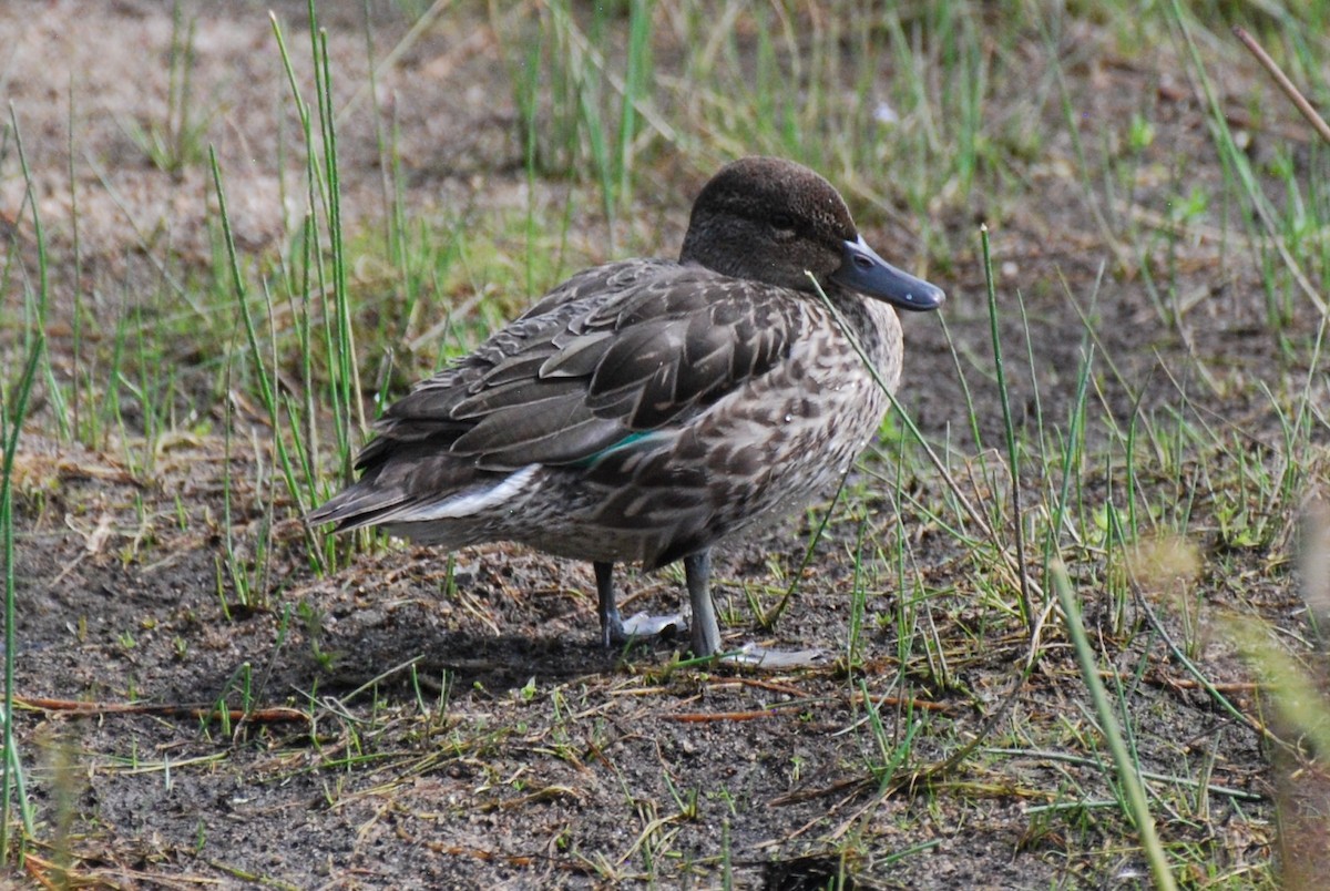 Green-winged Teal - ML602012451