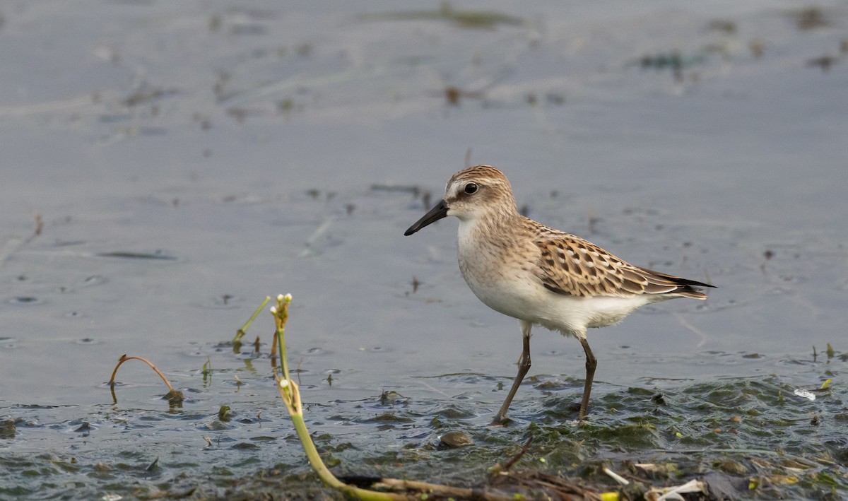 ML602019031 - Semipalmated Sandpiper - Macaulay Library