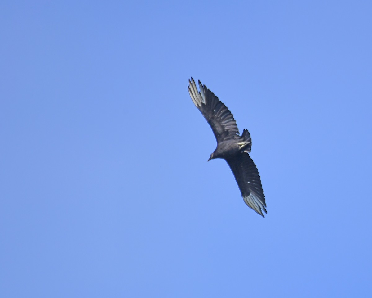 Black Vulture - ML602019761