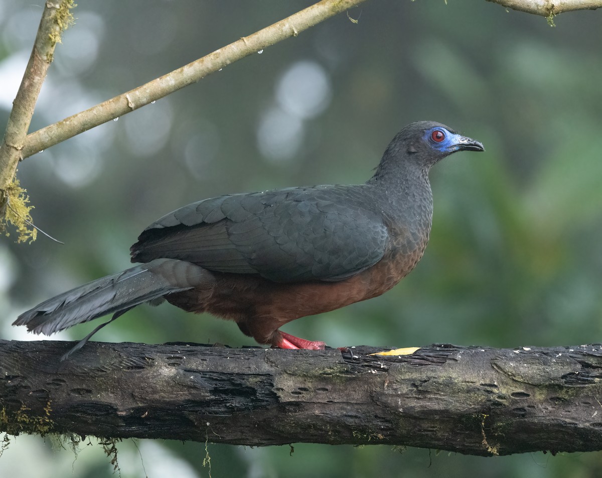 Sickle-winged Guan - ML602026731