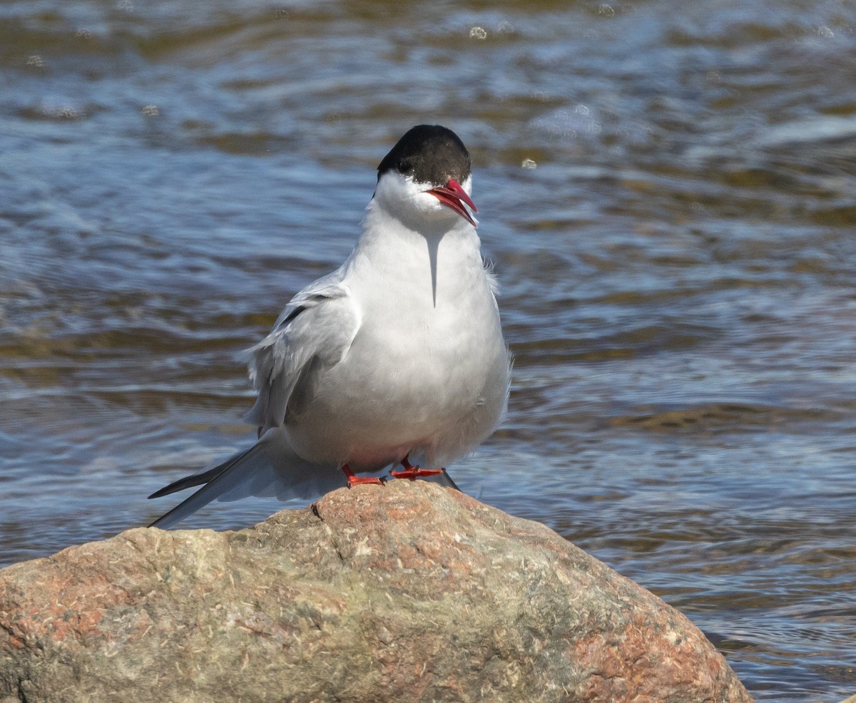 Arctic Tern - ML602026761