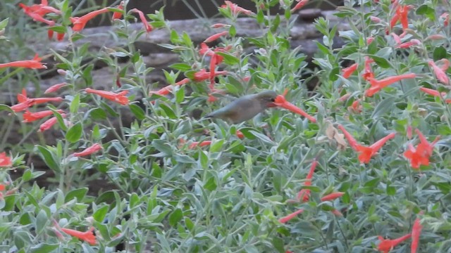 Calliope Hummingbird - ML602027471