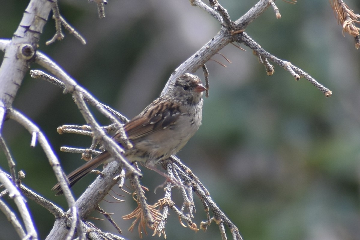 White-crowned Sparrow - ML602031161