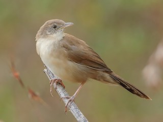  - Broad-tailed Grassbird