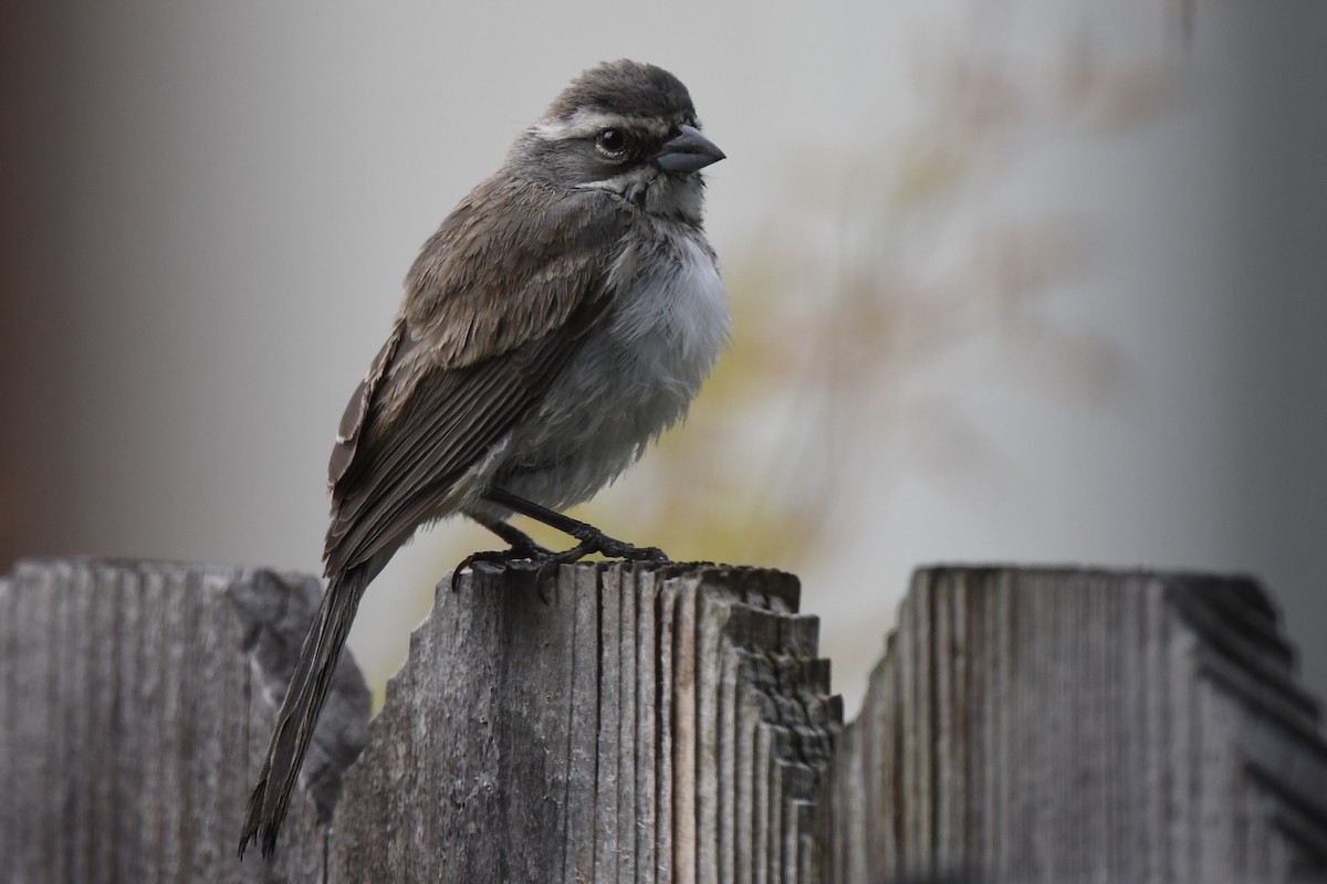 Black-throated Sparrow - ML602033581