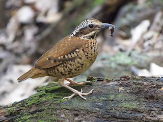  - Eared Pitta