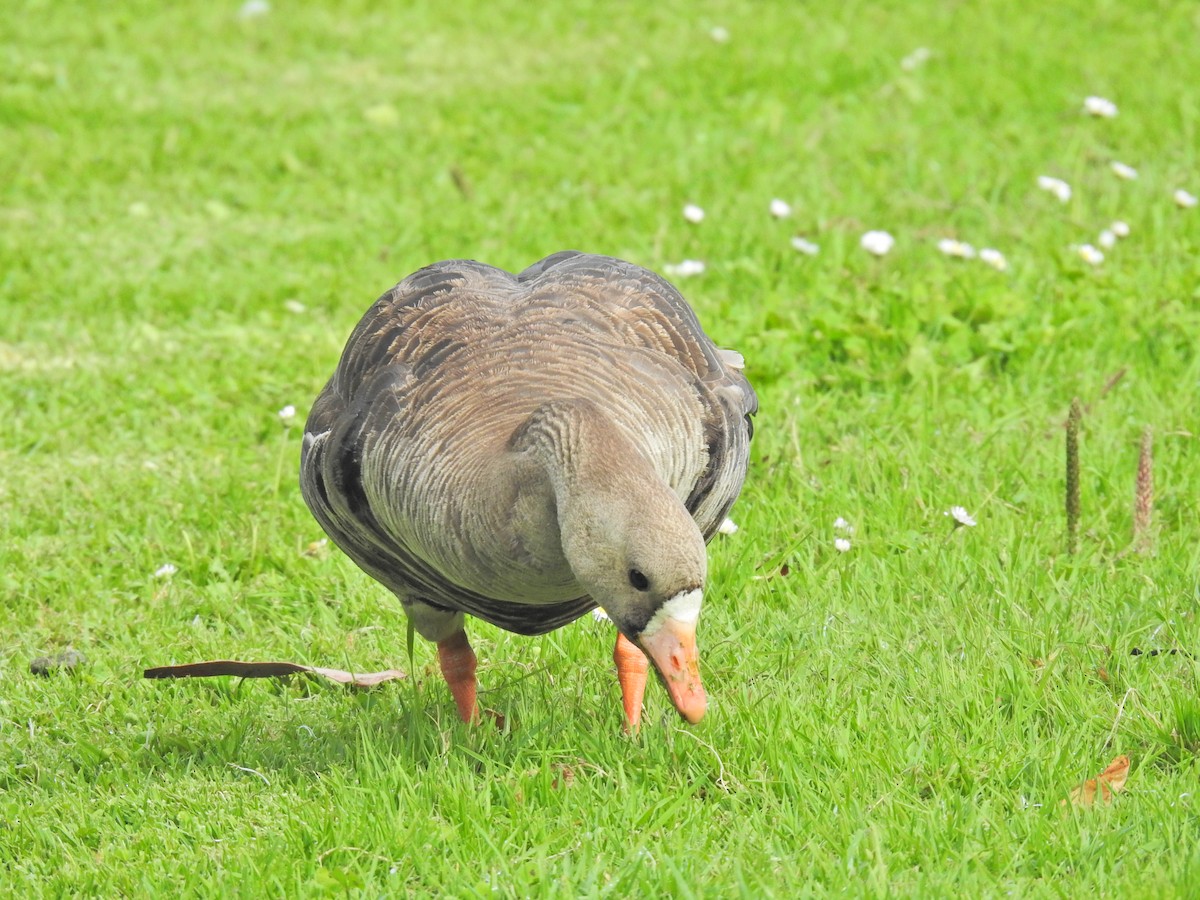Greater White-fronted Goose - ML602034611