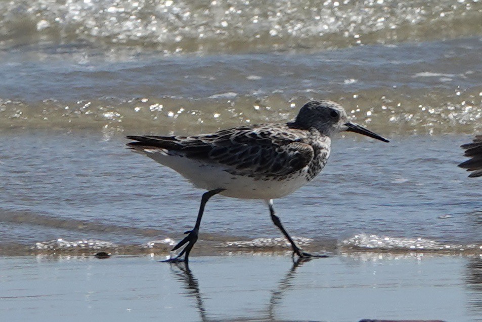 Great Knot - ML602036441