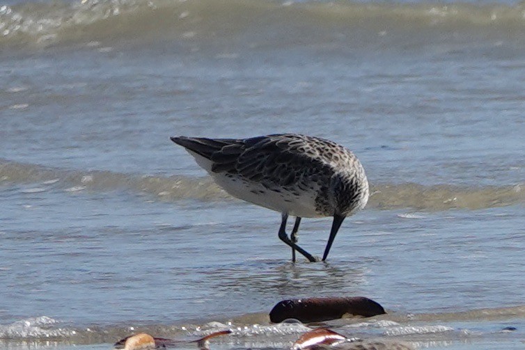 Great Knot - ML602036451