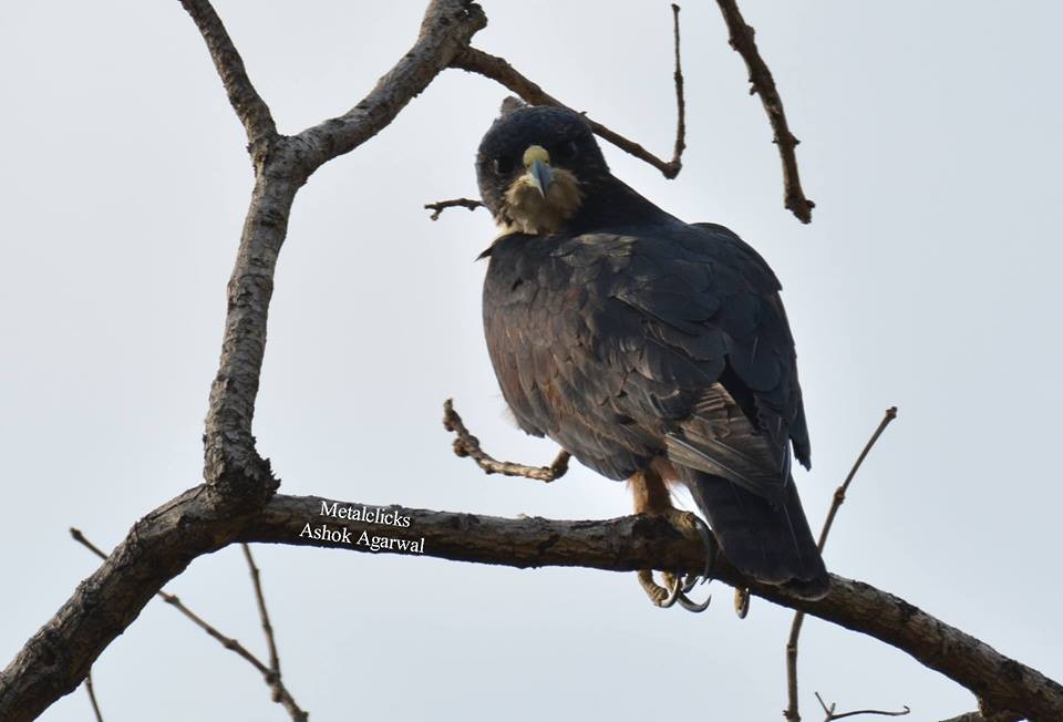 Rufous-bellied Eagle - Anonymous