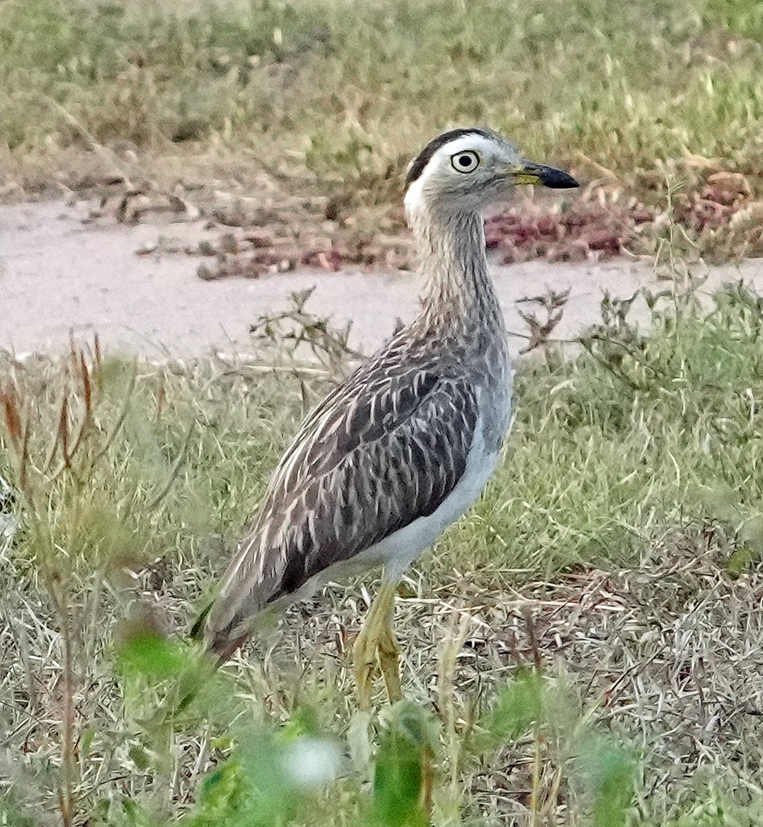 Double-striped Thick-knee - ML602045971