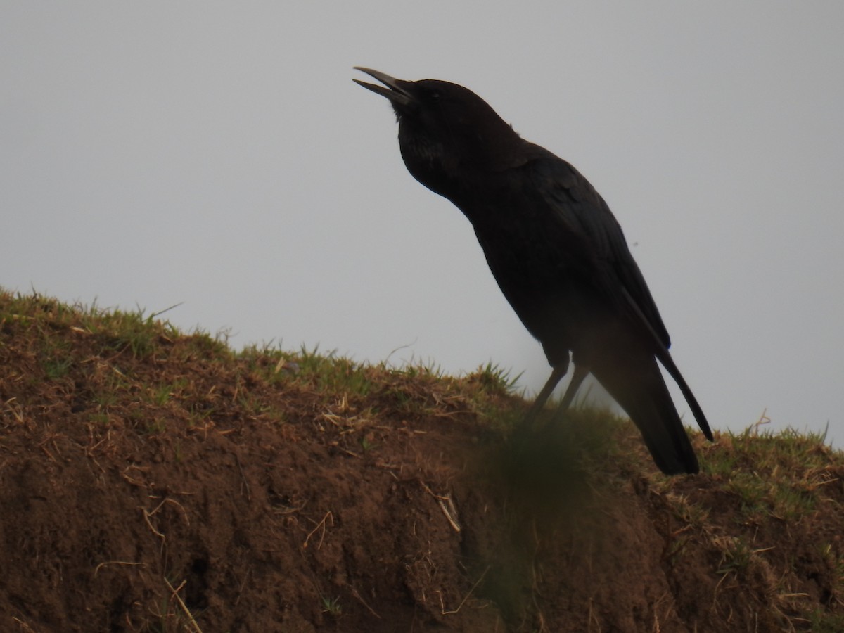 Cape Crow - ML60204711