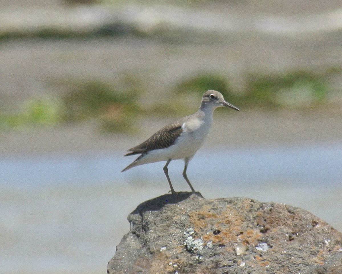 Spotted Sandpiper - Miguel Mota