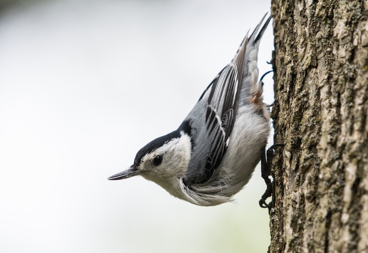 White-breasted Nuthatch - ML60204981