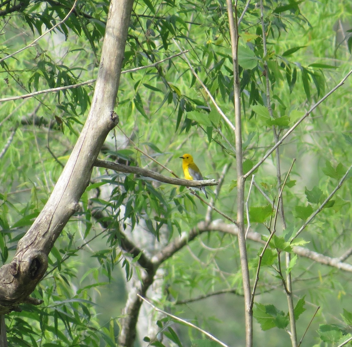 Prothonotary Warbler - ML60205091