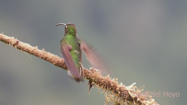 kolibřík aksamitový - ML602056011