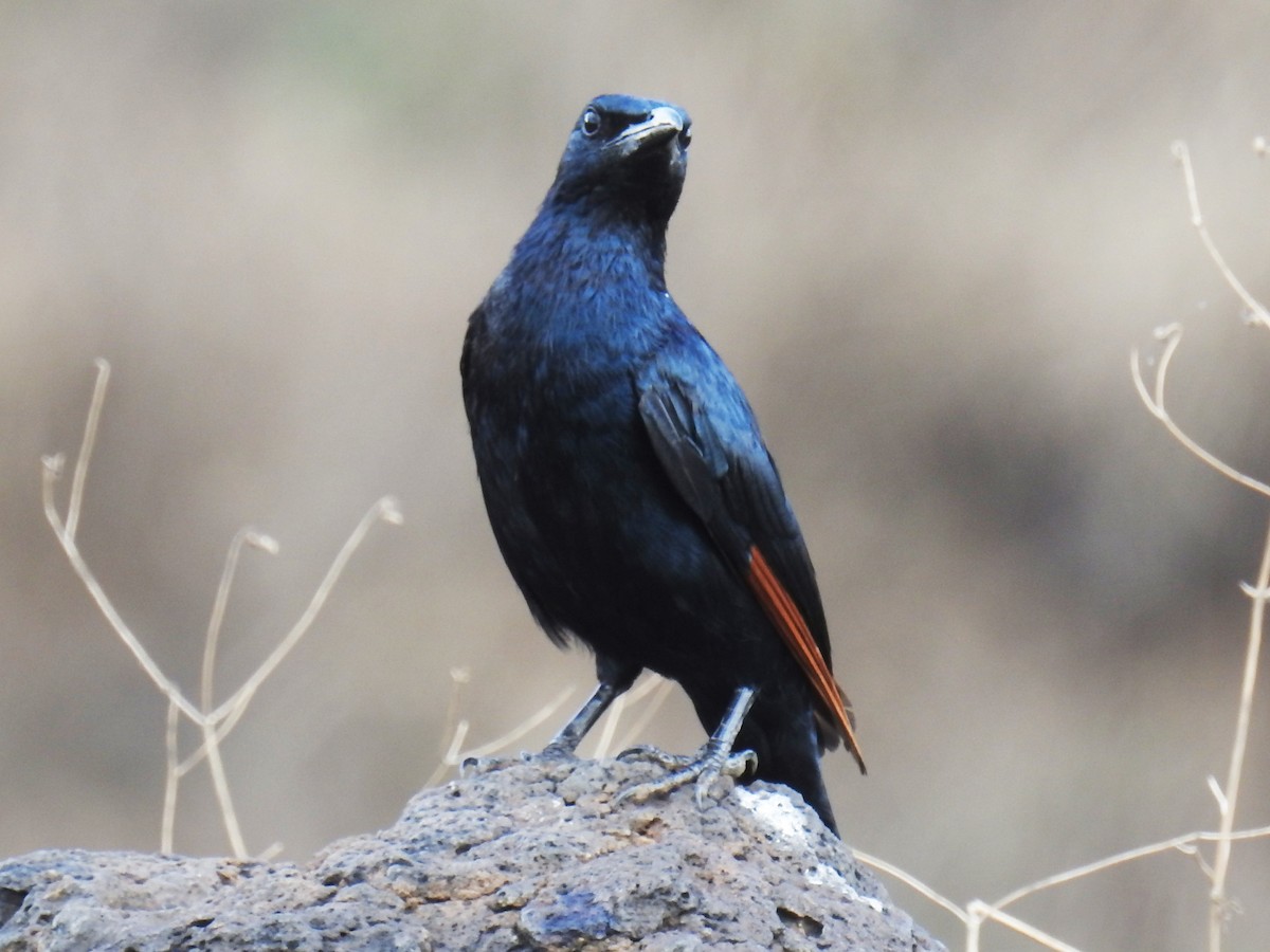 Red-winged Starling - ML60206051