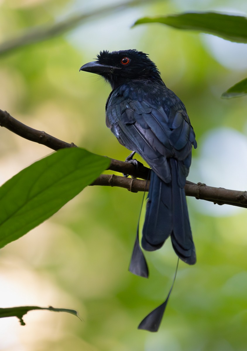 Greater Racket-tailed Drongo - Jodhan Fine