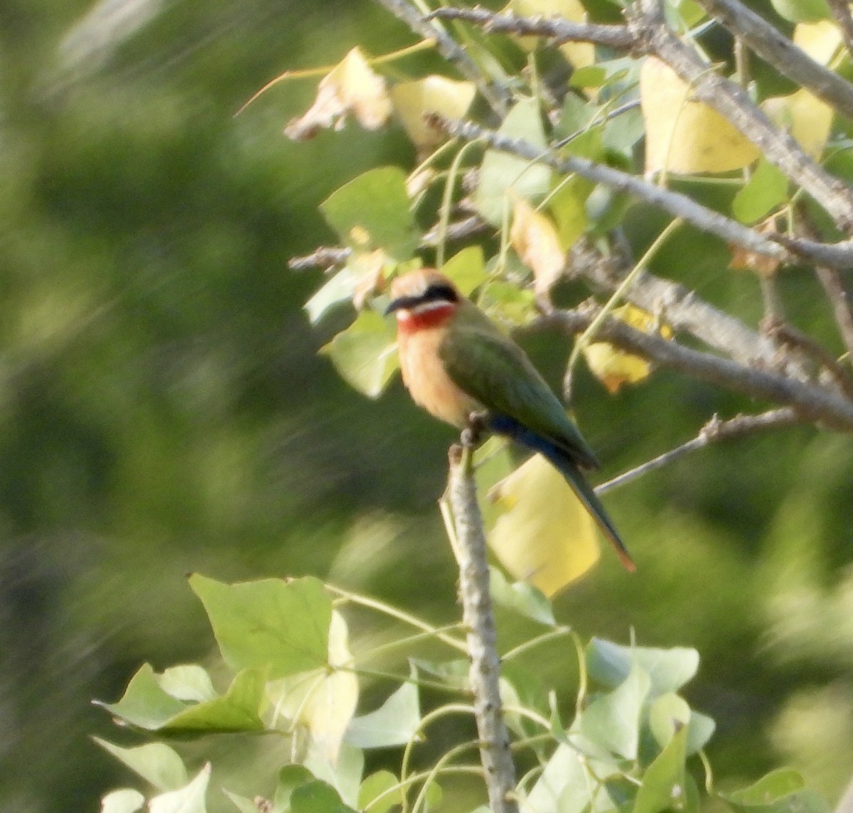 White-fronted Bee-eater - ML602061521
