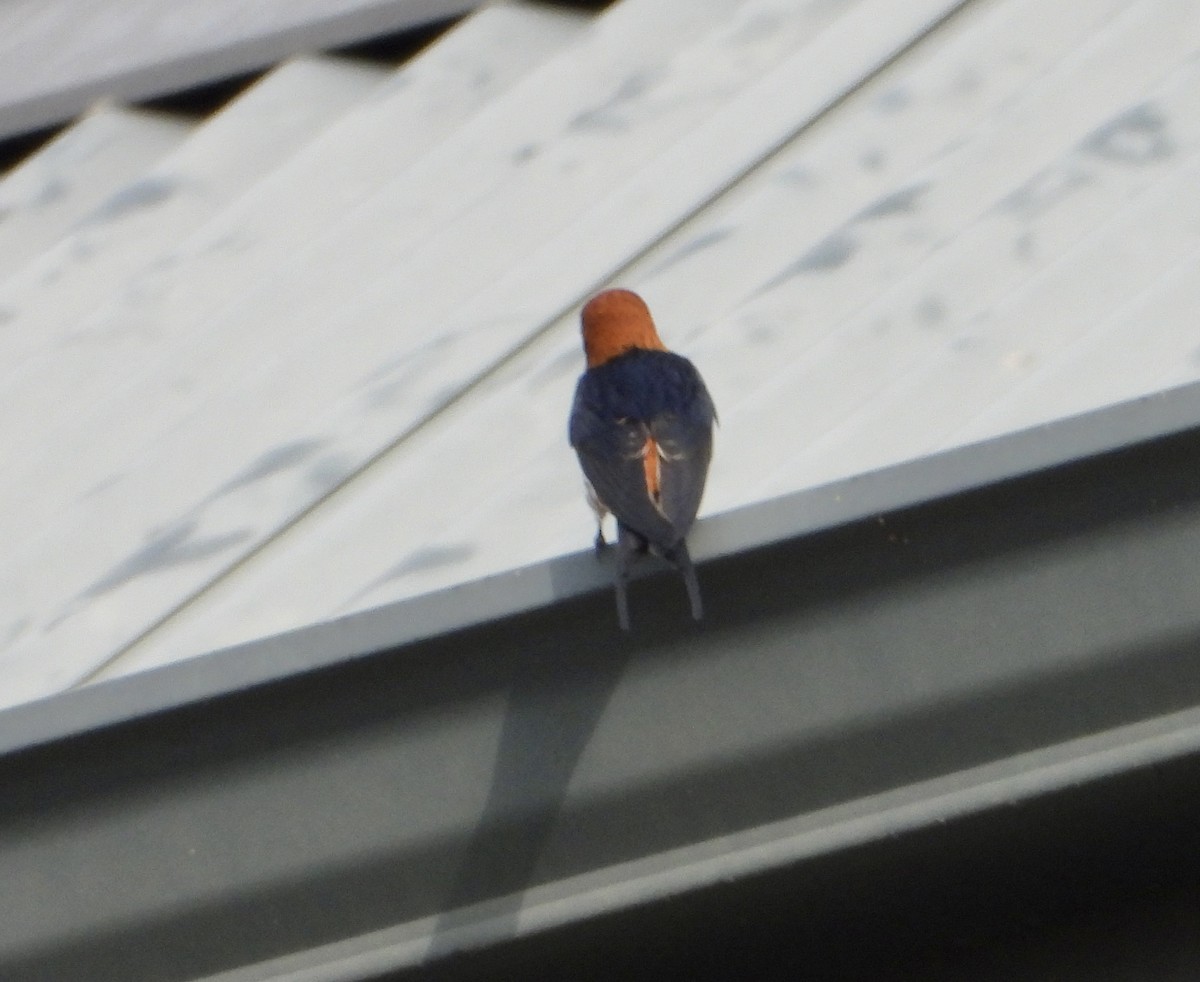 Lesser Striped Swallow - ML602061641
