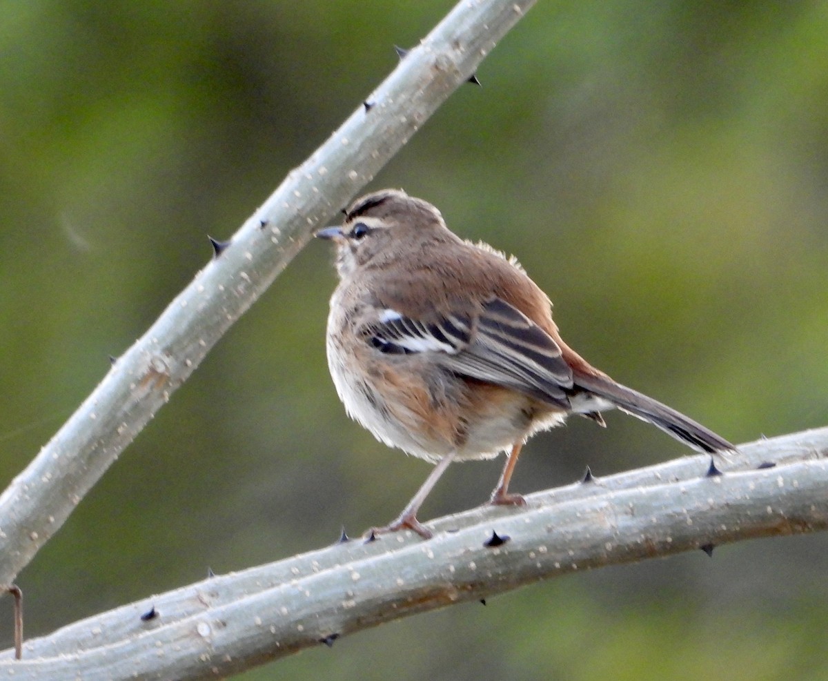 Red-backed Scrub-Robin (Red-backed) - ML602061711
