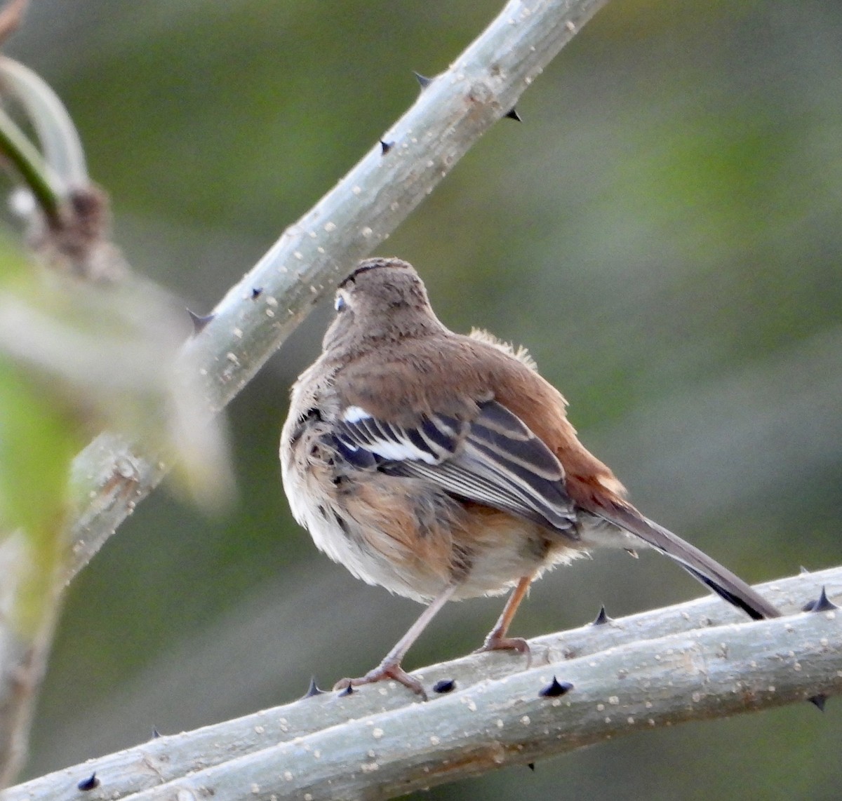 Red-backed Scrub-Robin (Red-backed) - ML602061721