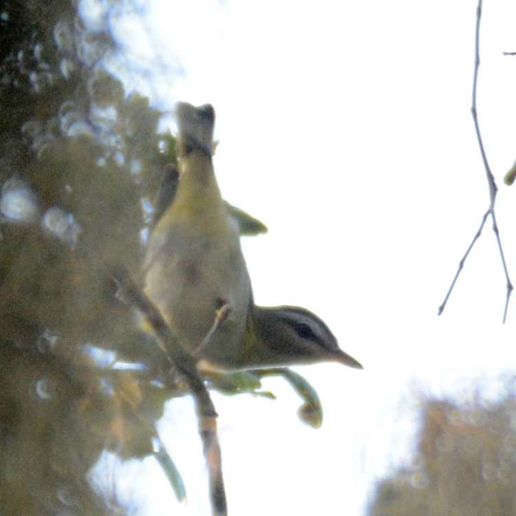 Kızıl Gözlü Vireo - ML602062441