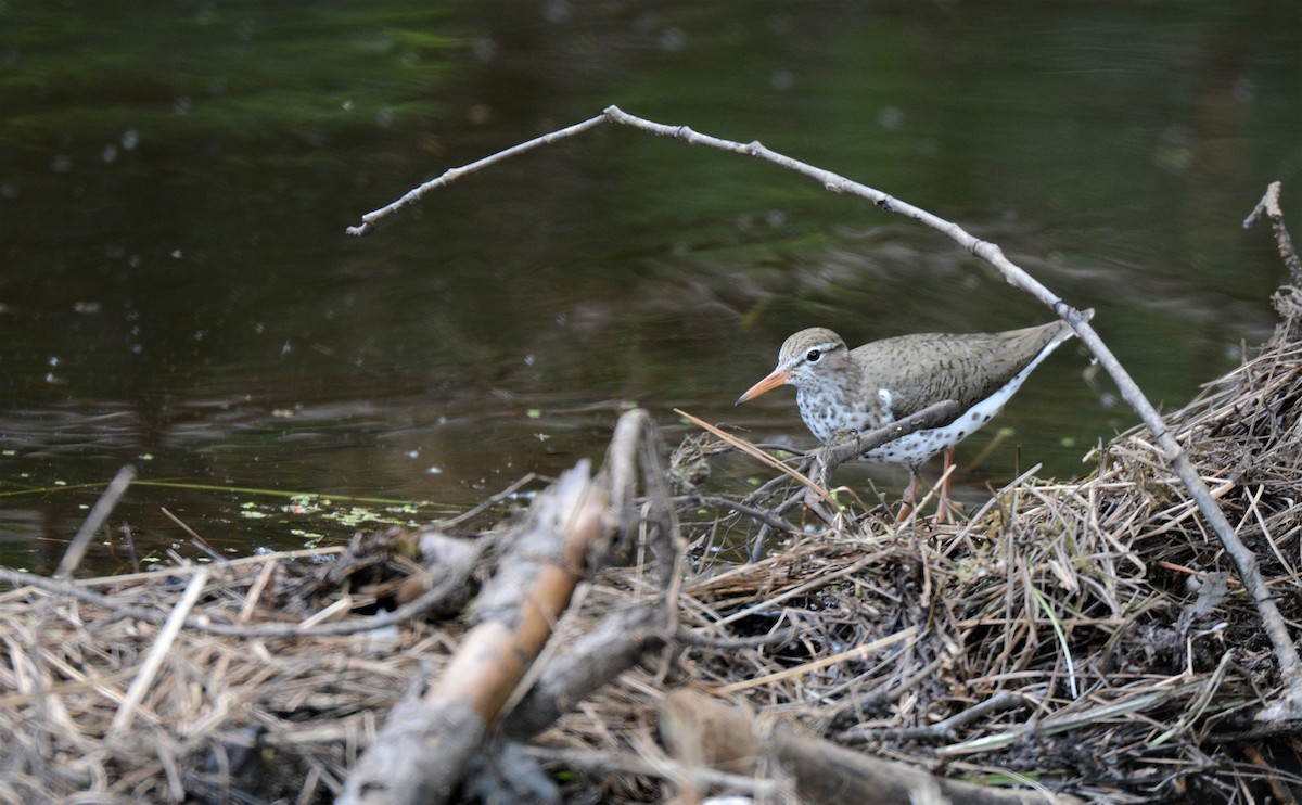 Spotted Sandpiper - Patrick Maurice