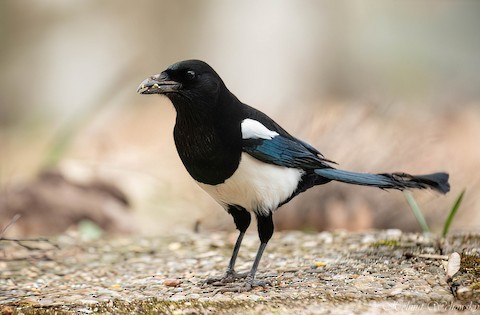 Eurasian Magpie - eBird