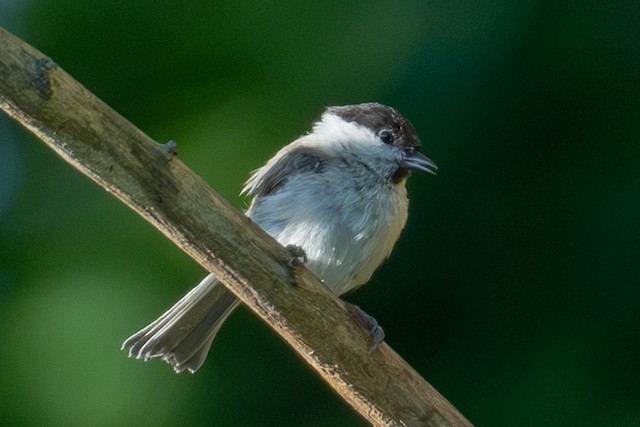 ハシブトガラ／コガラ - eBird