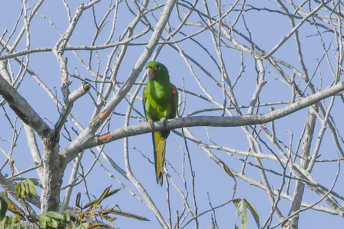 Hispaniolan Parakeet - ML602073621