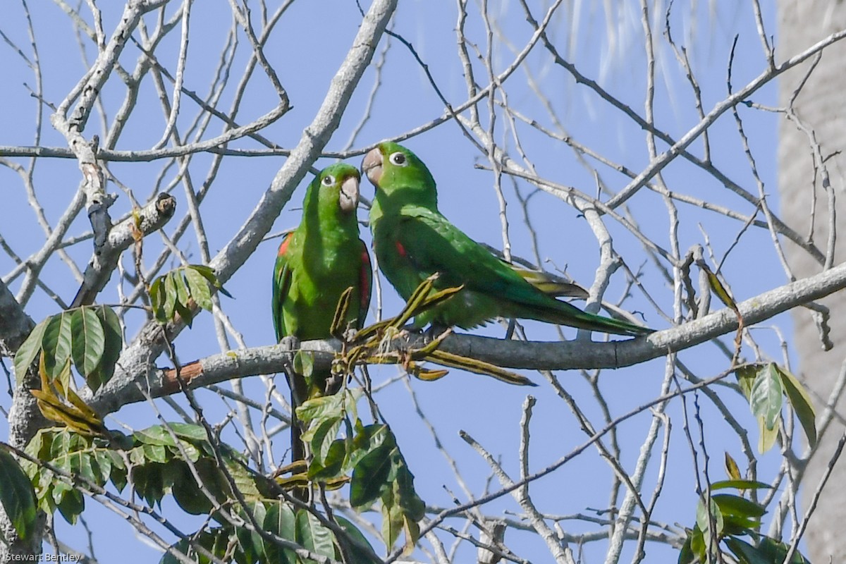 Hispaniolan Parakeet - ML602073631