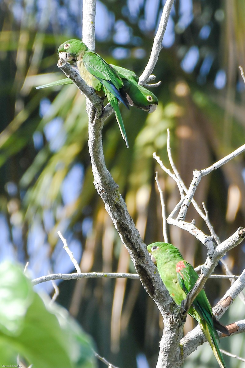 Hispaniolan Parakeet - ML602074261