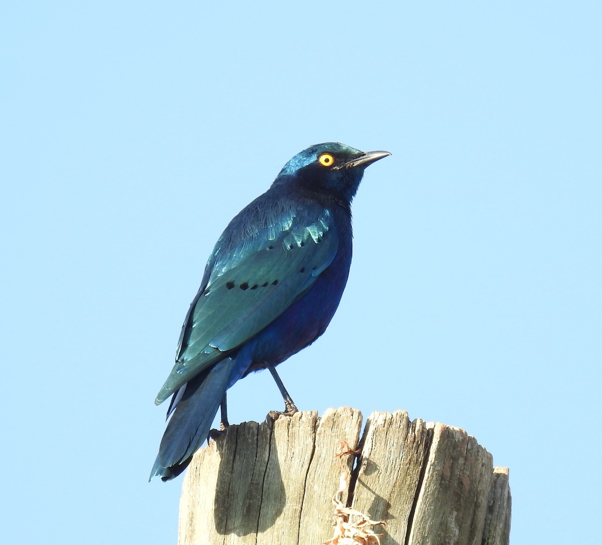 Greater Blue-eared Starling - ML60207431
