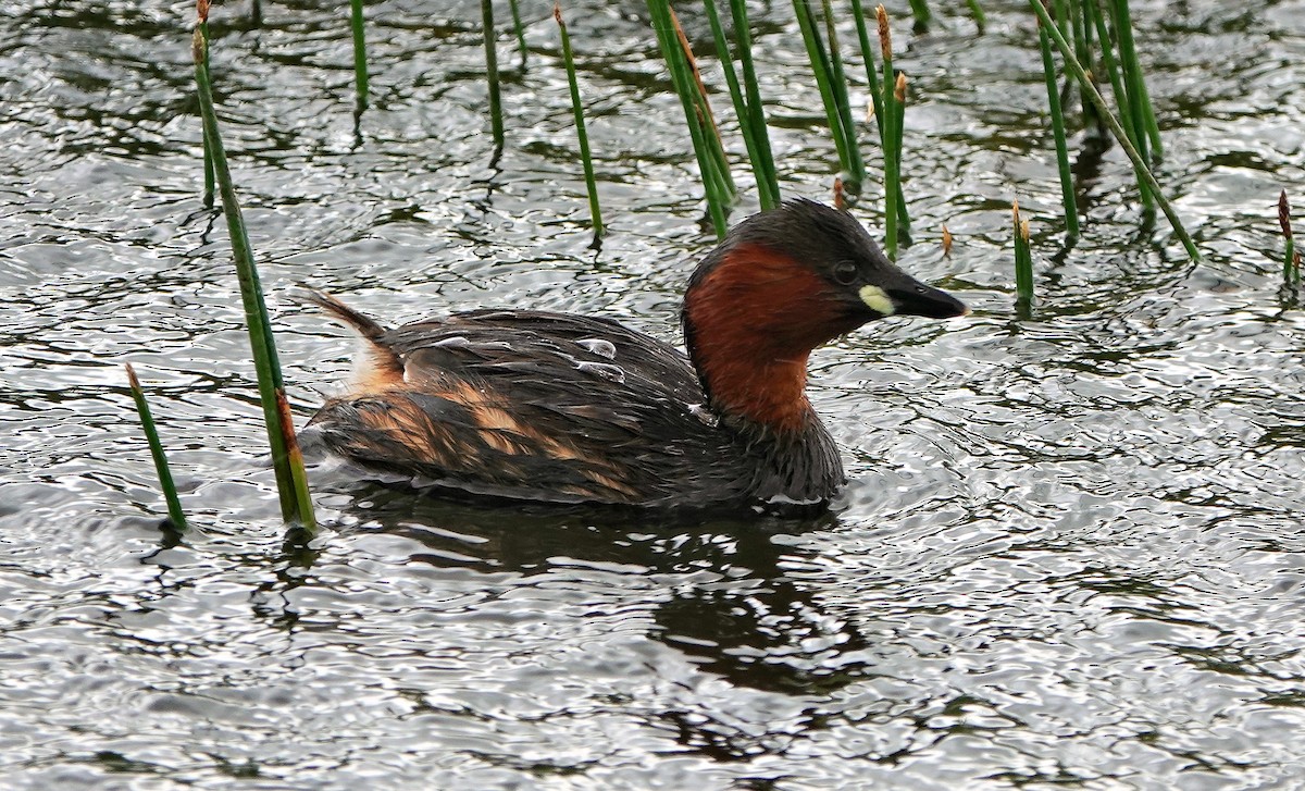 ebird-checklist-9-aug-2023-katinger-watt-nabu-naturzentrum
