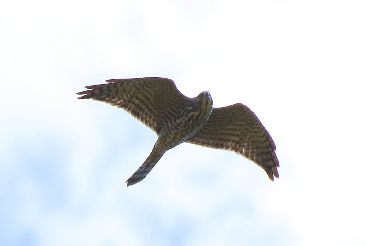 Levant Sparrowhawk - ML602076181