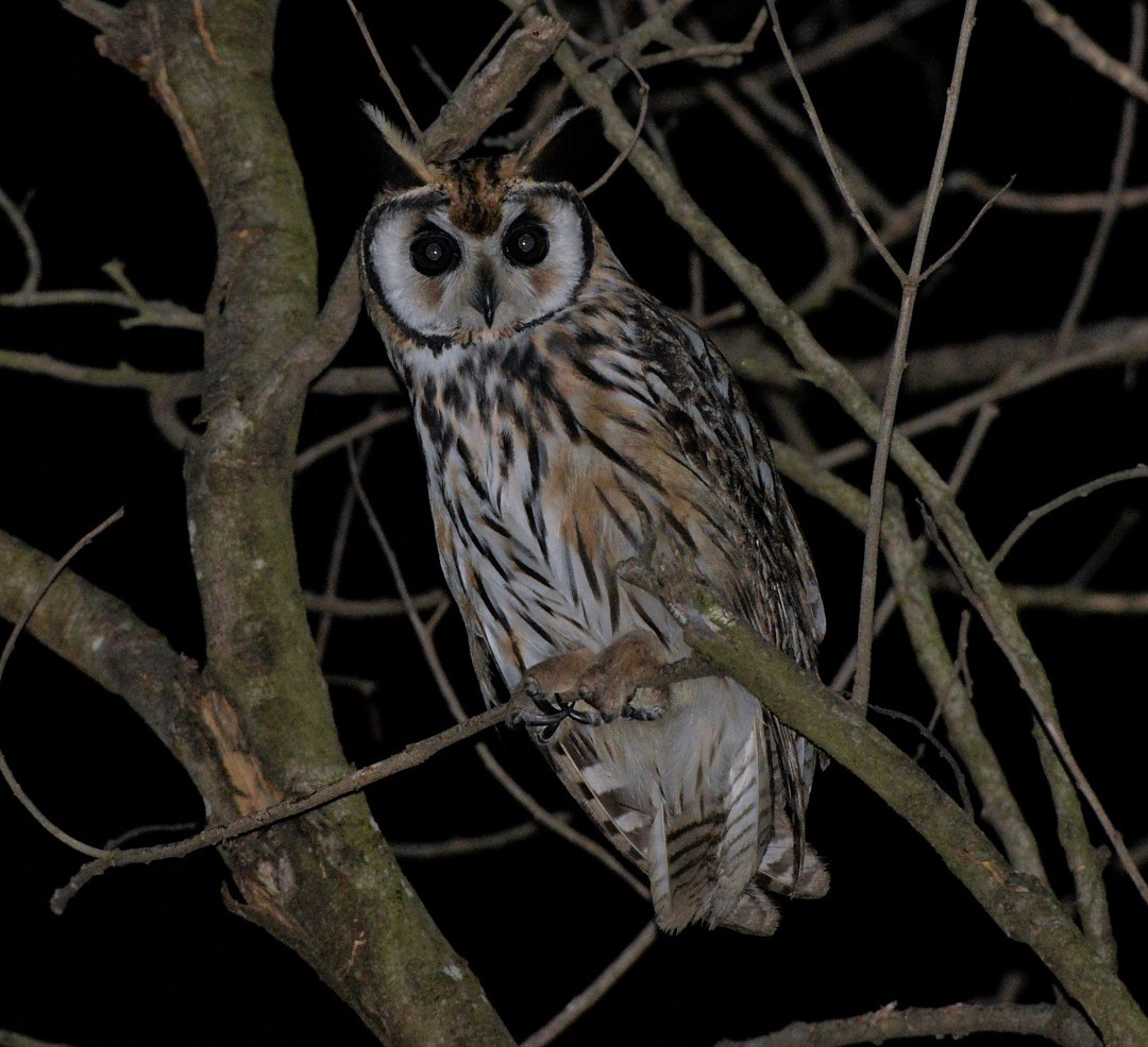 Striped Owl - ML602081841