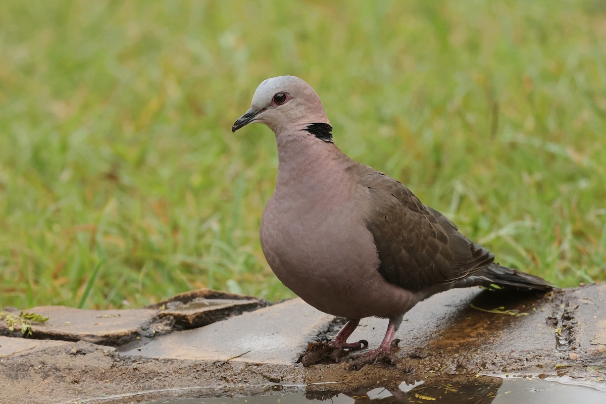 Red-eyed Dove - ML602082581