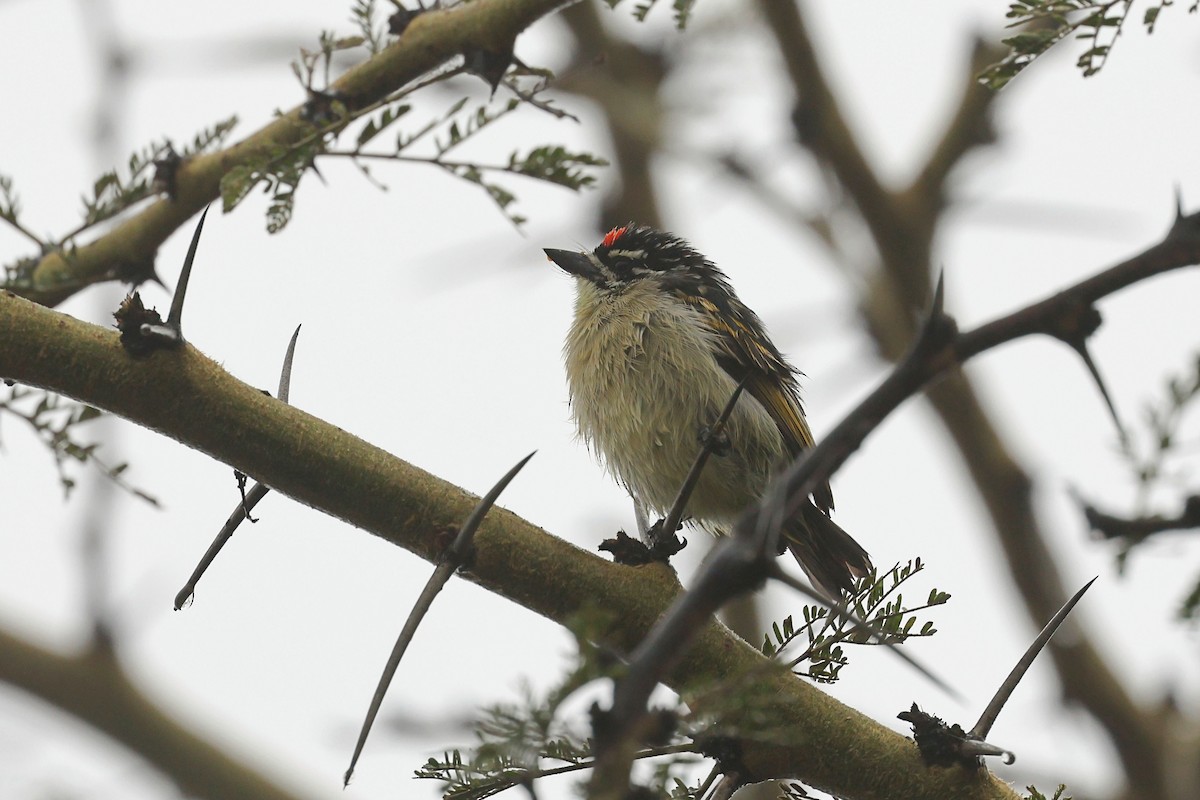 Red-fronted Tinkerbird - ML602082631