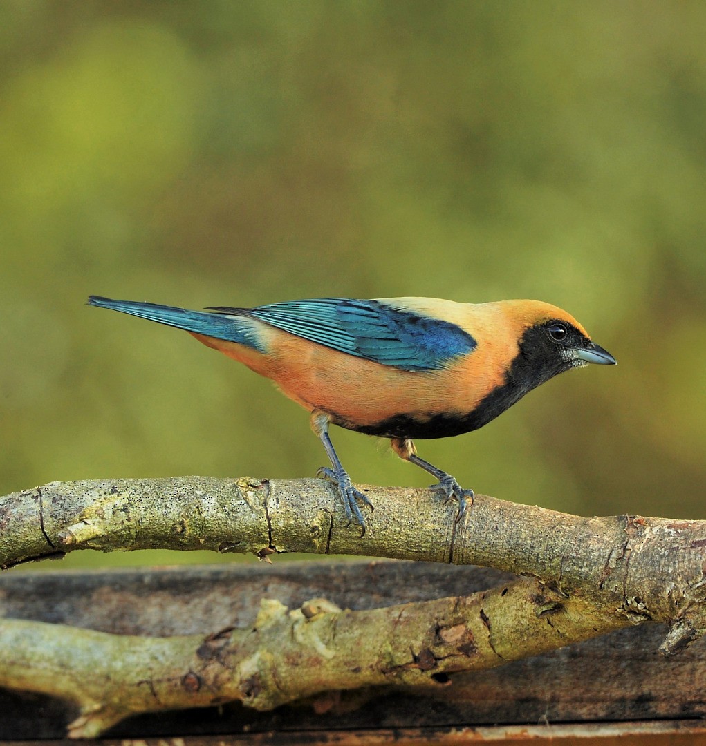 Burnished-buff Tanager - ML602083321