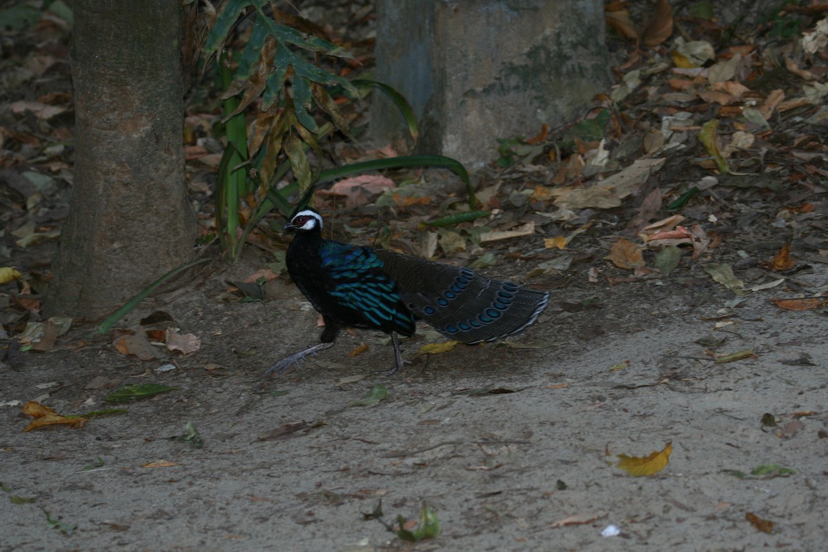 Palawan Peacock-Pheasant - ML602086301