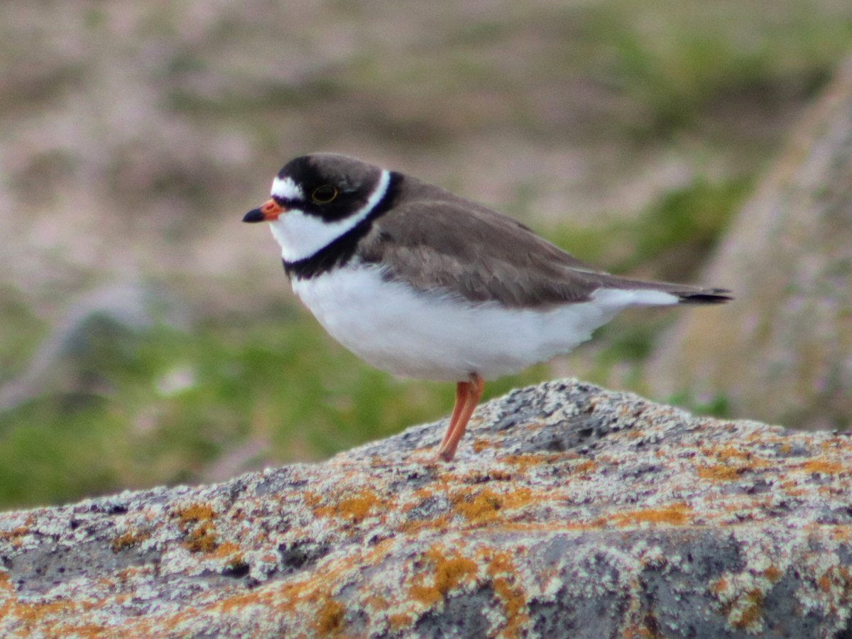 Semipalmated Plover - Colin Sumrall